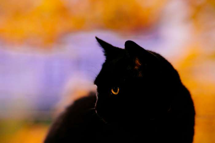 Black cat with yellow eye, abstract background