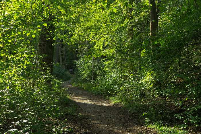 Woodland path with trees and sunlight