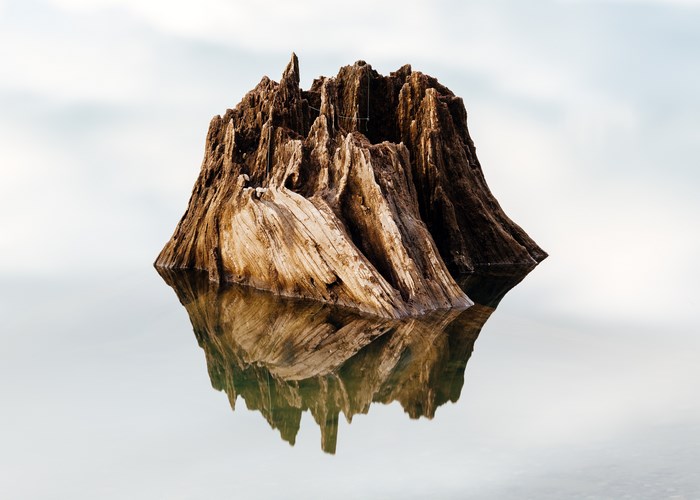 Tree stump reflecting in the water at Rattlesnake Lake