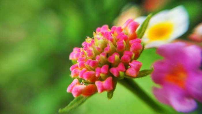 Close-up of pink Lantana flowers with bokeh background
