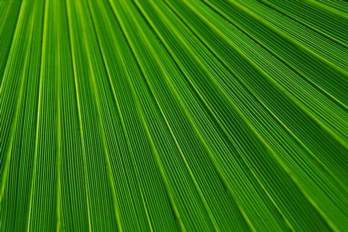 Green palm leaf texture pattern 4K