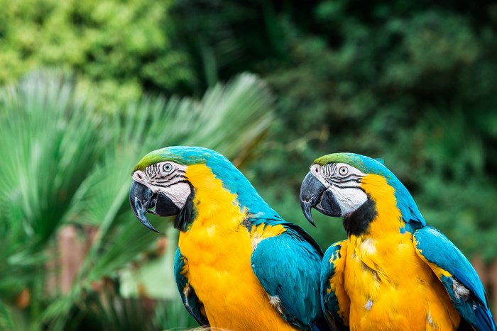 Two Blue and Yellow Macaws in a Tropical Garden