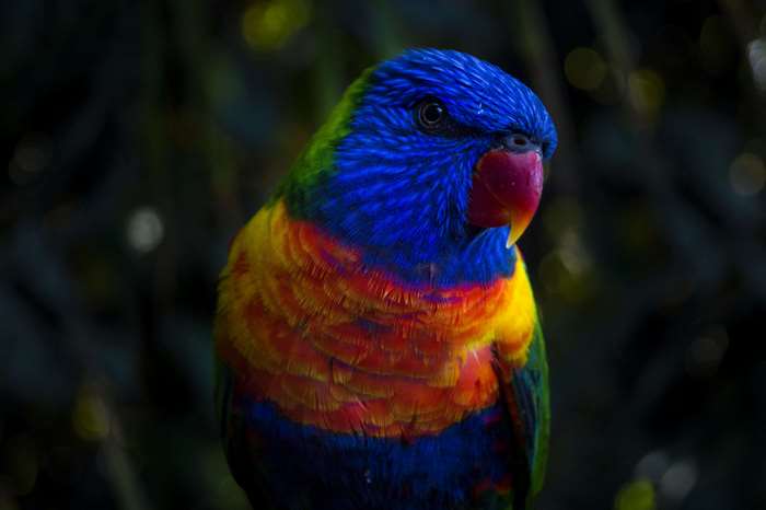 Rainbow Lorikeet parrot close up 4K
