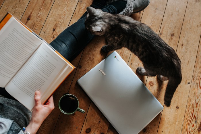 Cat on a laptop next to a book and tea