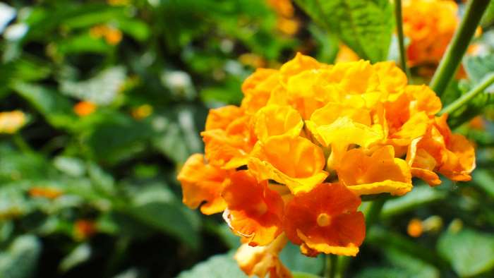 Cluster of yellow and orange flowers with green foliage