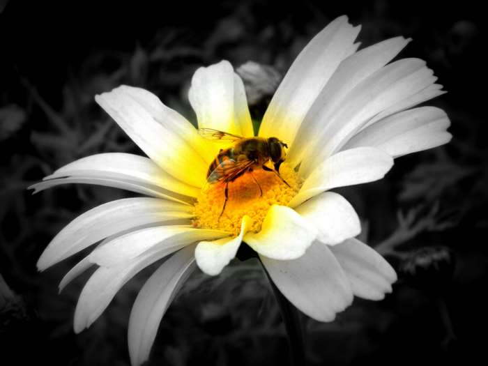 Bee on a daisy flower 4K
