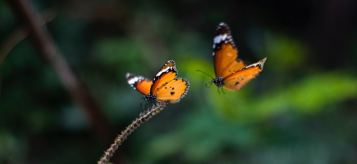 Two Monarch Butterflies in Flight