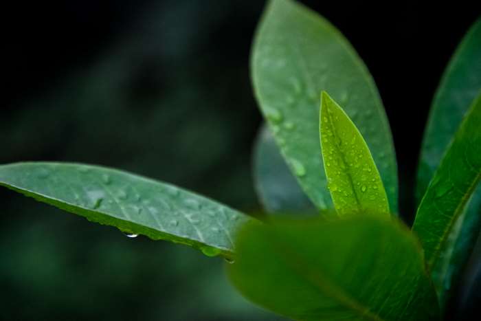 Green leaves with water droplets in 4K