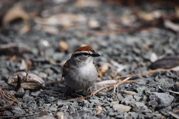 Chipping Sparrow on gravel with brown cap