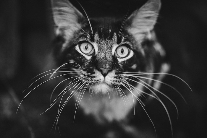 Close up of a cat's face with whiskers