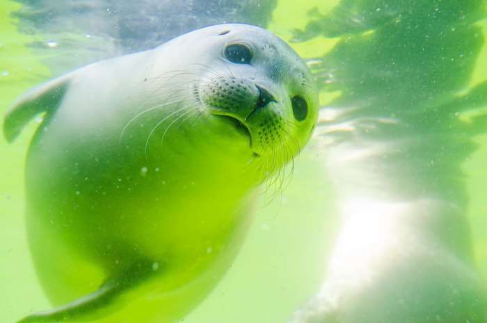 Cute Baby Seal Swimming Underwater 4K