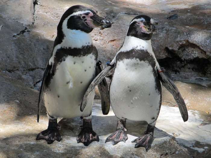 Two Humboldt penguins standing on rocks