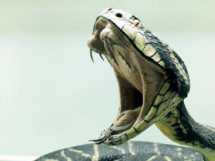 Close-up of a venomous snake with mouth open
