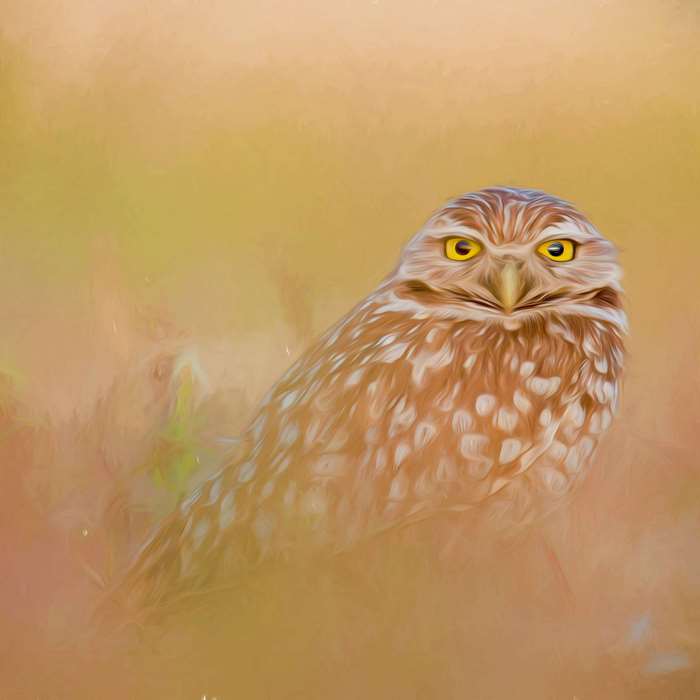 Digital painting of a burrowing owl with yellow eyes