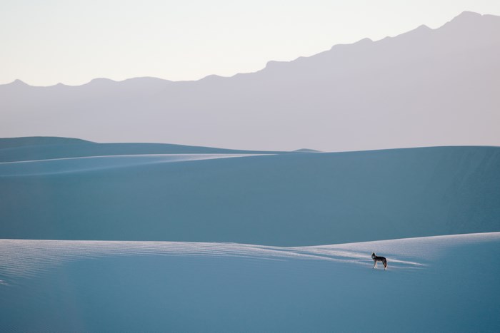 A lone wolf stands on sand dunes with mountains in the background