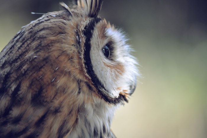 Close-up of a Long-eared Owl's face