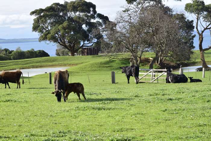 Cows and calves grazing on a farm with ocean views