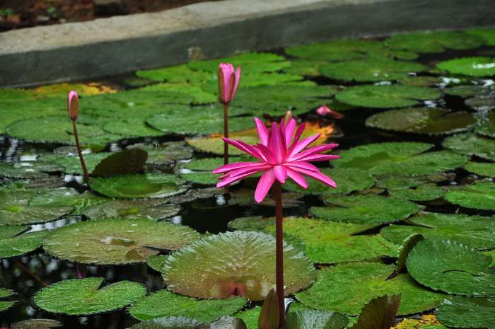 Pink lotus flowers in a pond