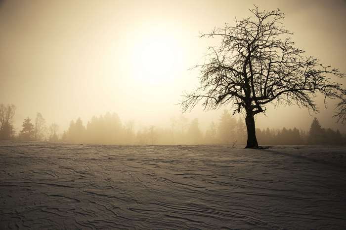 Bare tree in winter snow with sun and fog