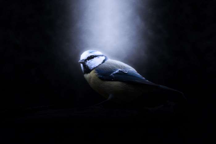 Blue tit bird in dramatic light