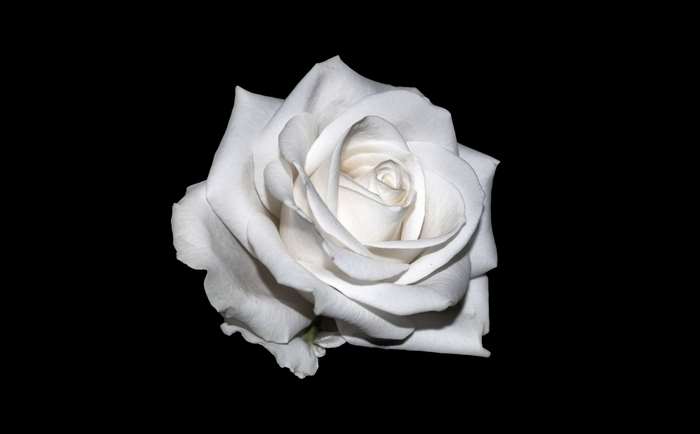 White rose 4K