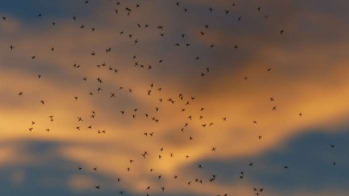 A swarm of mosquitoes flying against a sunset sky