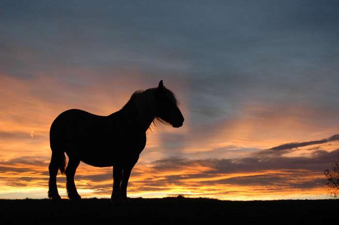 Silhouette of a horse against a sunset sky