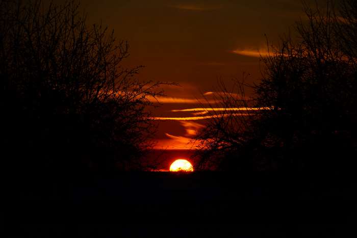 Sunset through silhouetted trees