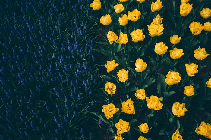 Yellow Tulips and Blue Muscari Flowers in a Garden