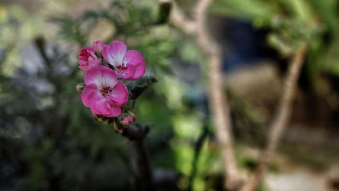Pink flowers with blurred background