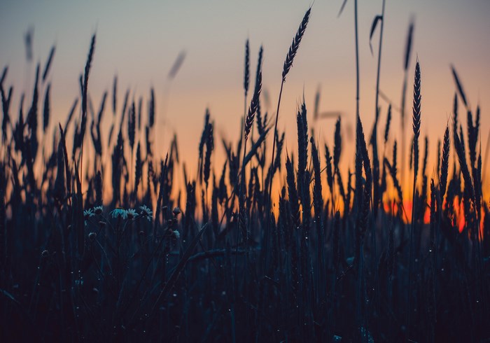 Wheat field at sunset with dew drops
