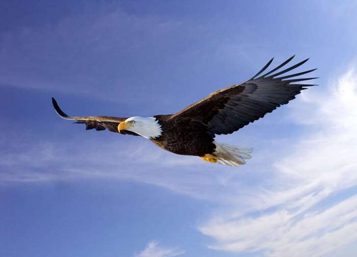 Bald eagle flying in a blue sky with clouds