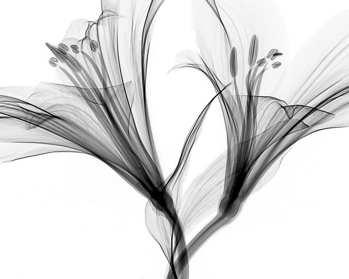 X-Ray Style Black and White Abstract Flowers