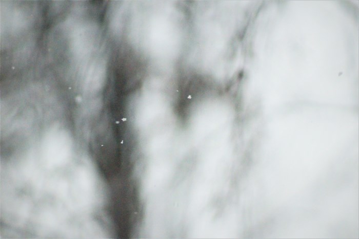 Snowflakes falling in a blurry forest