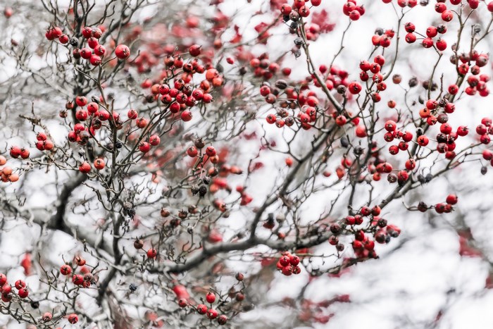 Red berries on bare branches in winter