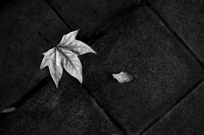 Fallen leaves on textured ground