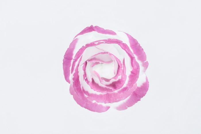 Close-up of a white and pink Eustoma flower