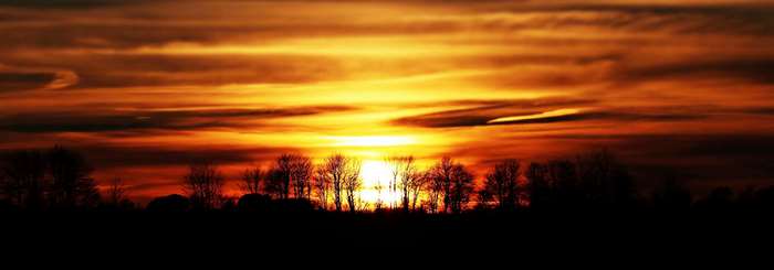 Panoramic sunset over silhouetted trees