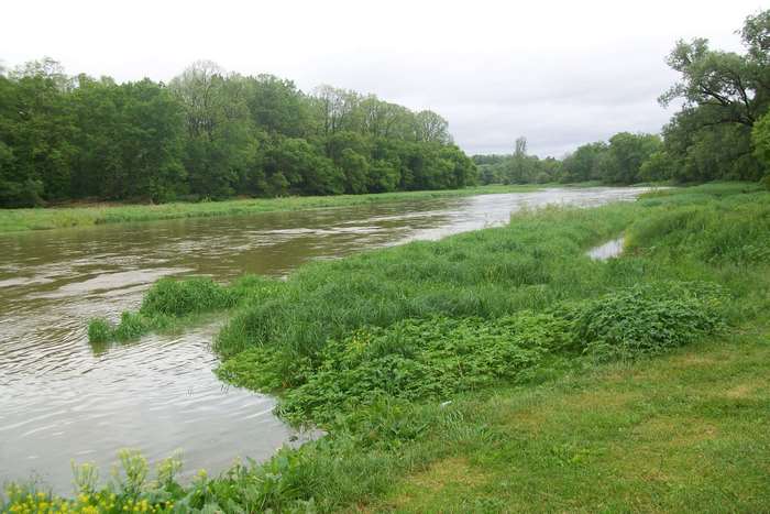 River bank with trees and grass