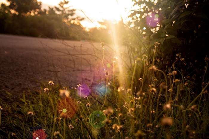 Wildflowers by the Road at Sunset