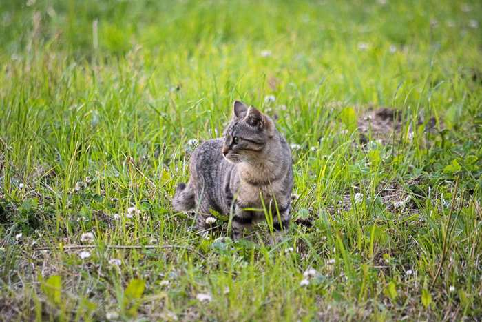 A tabby cat sits in a grassy field