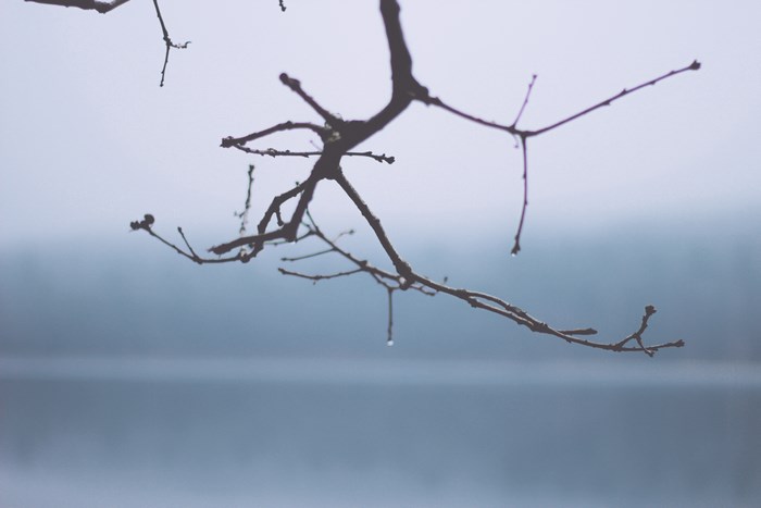 Raindrops on a bare tree branch over a misty lake