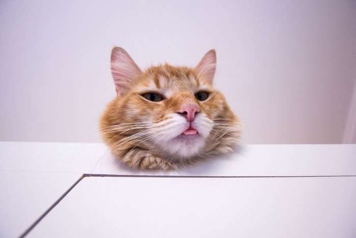 Orange cat with tongue sticking out