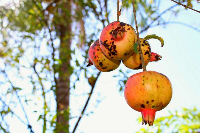 Pomegranates hanging from a tree branch