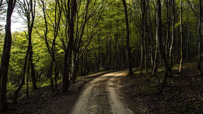 Forest road with sunlight filtering through trees