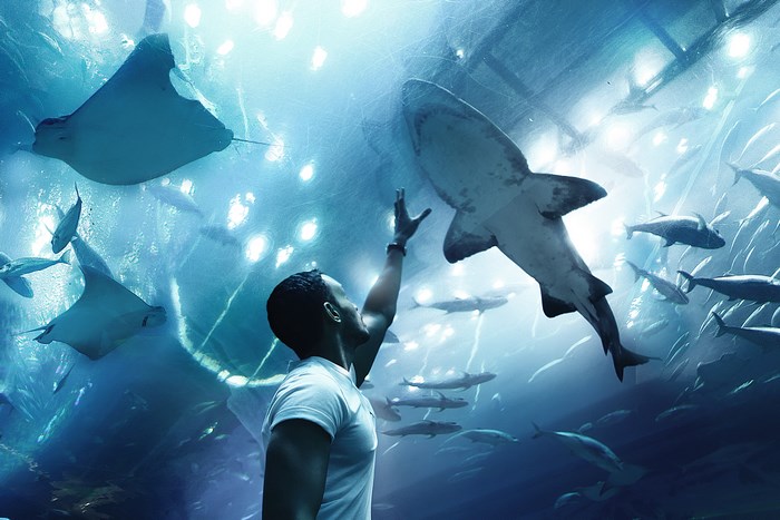 Man Reaching Out to Sharks and Rays in Dubai Aquarium