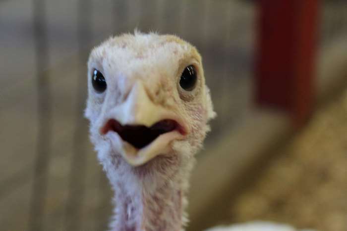 Close-up of a young turkey's face