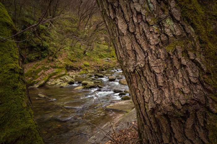 Forest river with mossy trees and stones 4K