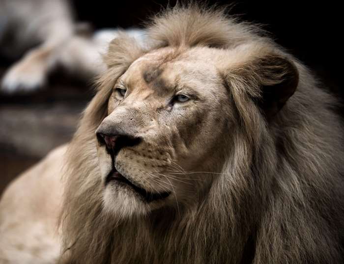 White Lion Portrait with Mane