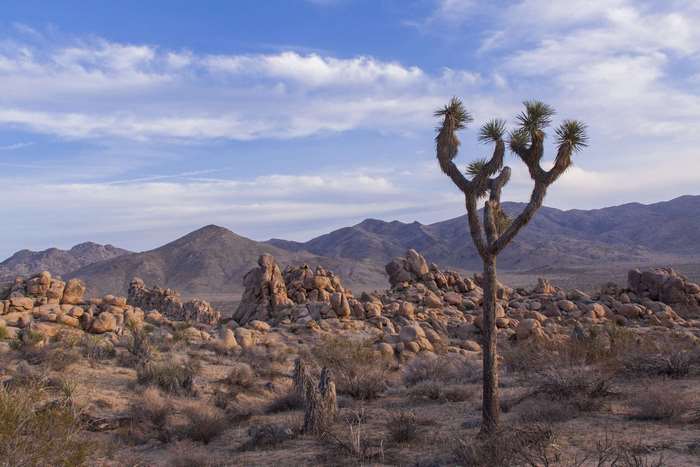 Joshua Tree National Park Landscape with Mountains and Rocks